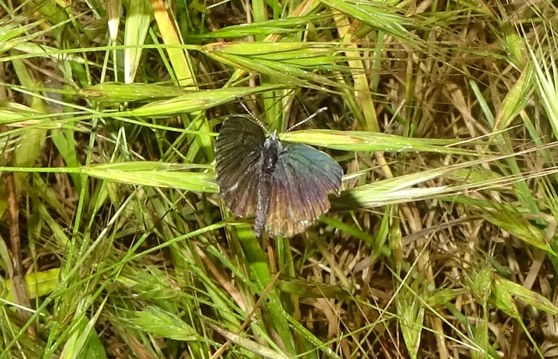 Scolitantides orion - Lycaenidae...m. o f. .....?